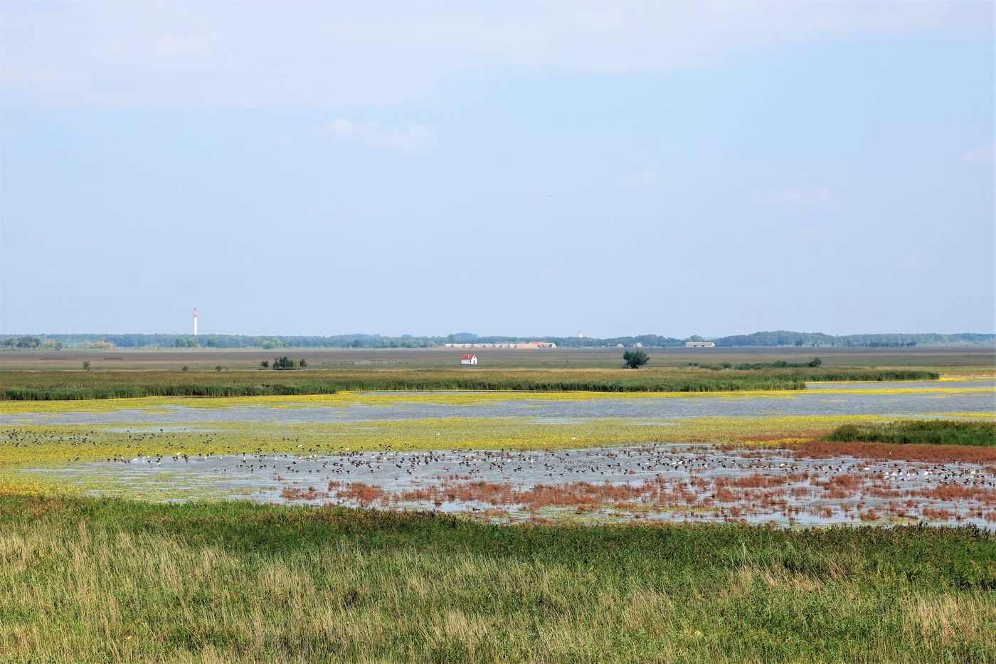 De plassen hier wemelen van de watervogels. © Jos Tuerlinckx