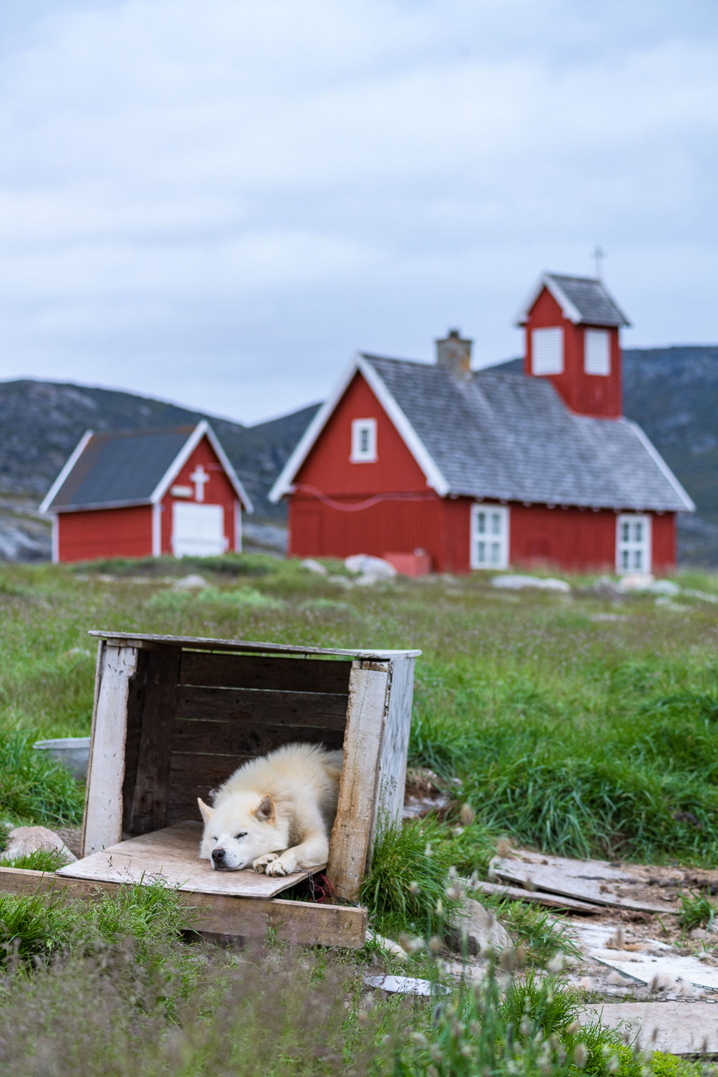 Een husky rust uit tijdens een voor Groenlandse normen warme namiddag. © Bart Heirweg