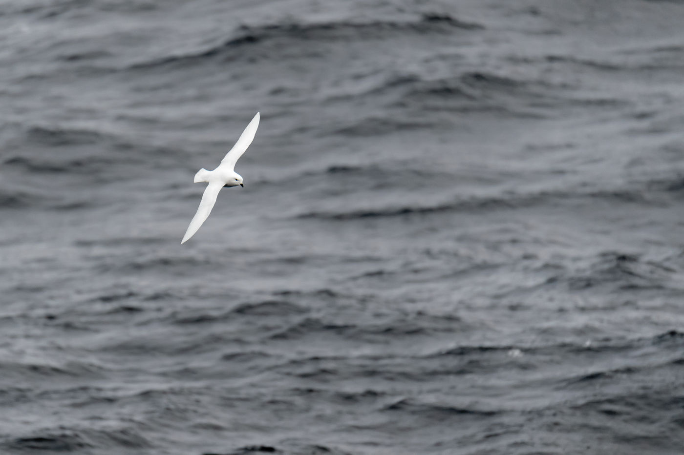 Een sneeuwstormvogel vliegt langs het expeditieschip. © Bart Heirweg