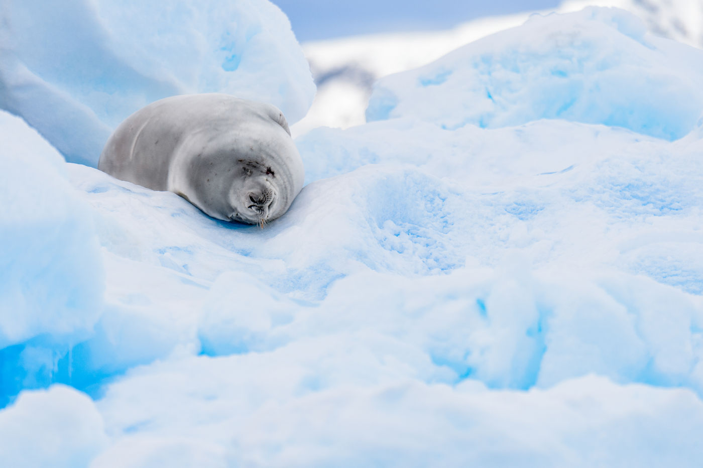 Ce crabeater seal se repose sur un iceberg dans Wilhelmina Bay. © Bart Heirweg