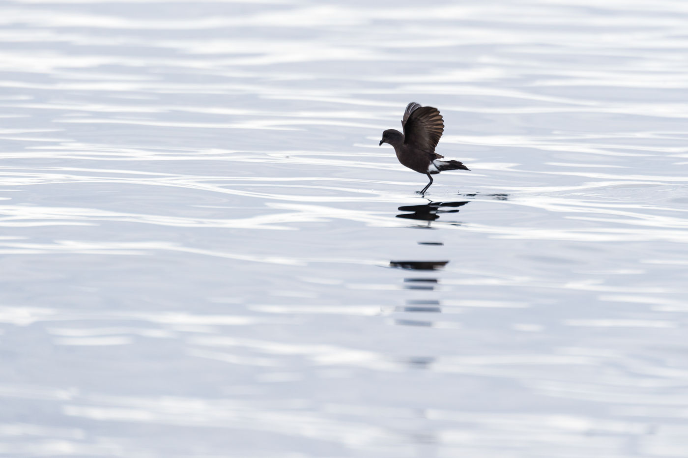 Een wilsons stormvogeltje wandelt over het water, op zoek naar een prooi. © Bart Heirweg