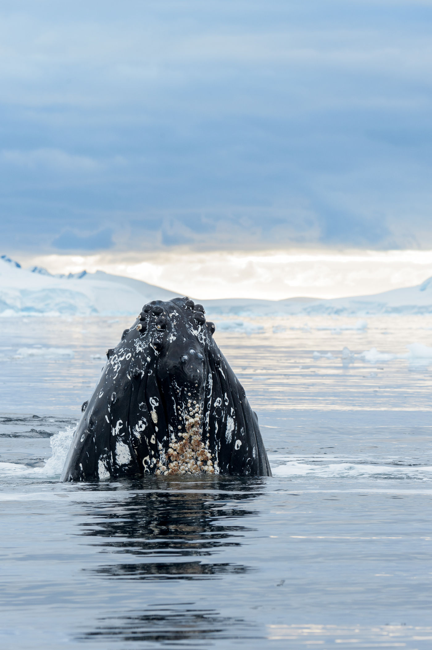 Une humpback whale sort la tête de l'eau. © Bart Heirweg