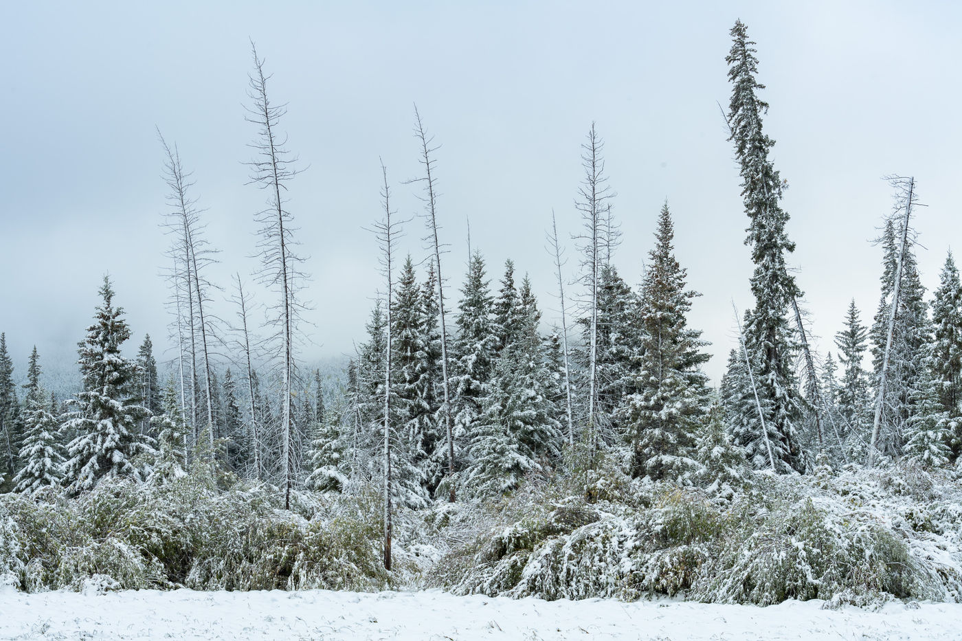 Wit berijpte sparren na de eerste sneeuwval. © Bart Heirweg