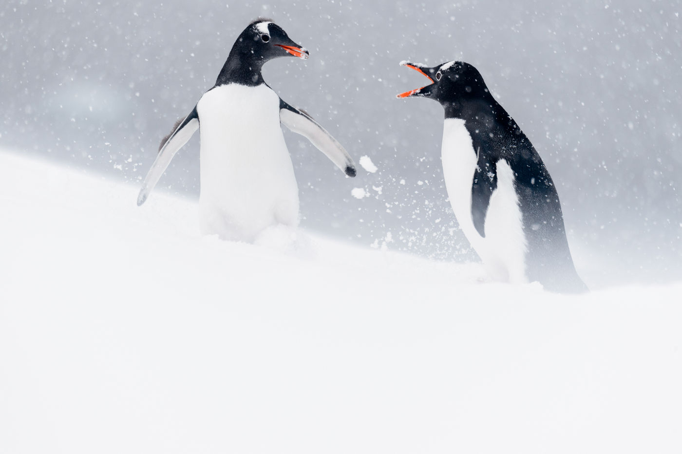 Ezelspinguïn - Gentoo penguin Vechtende gentoo pinguïns in een stevige sneeuwbui op Neko Harbour. © Bart Heirweg