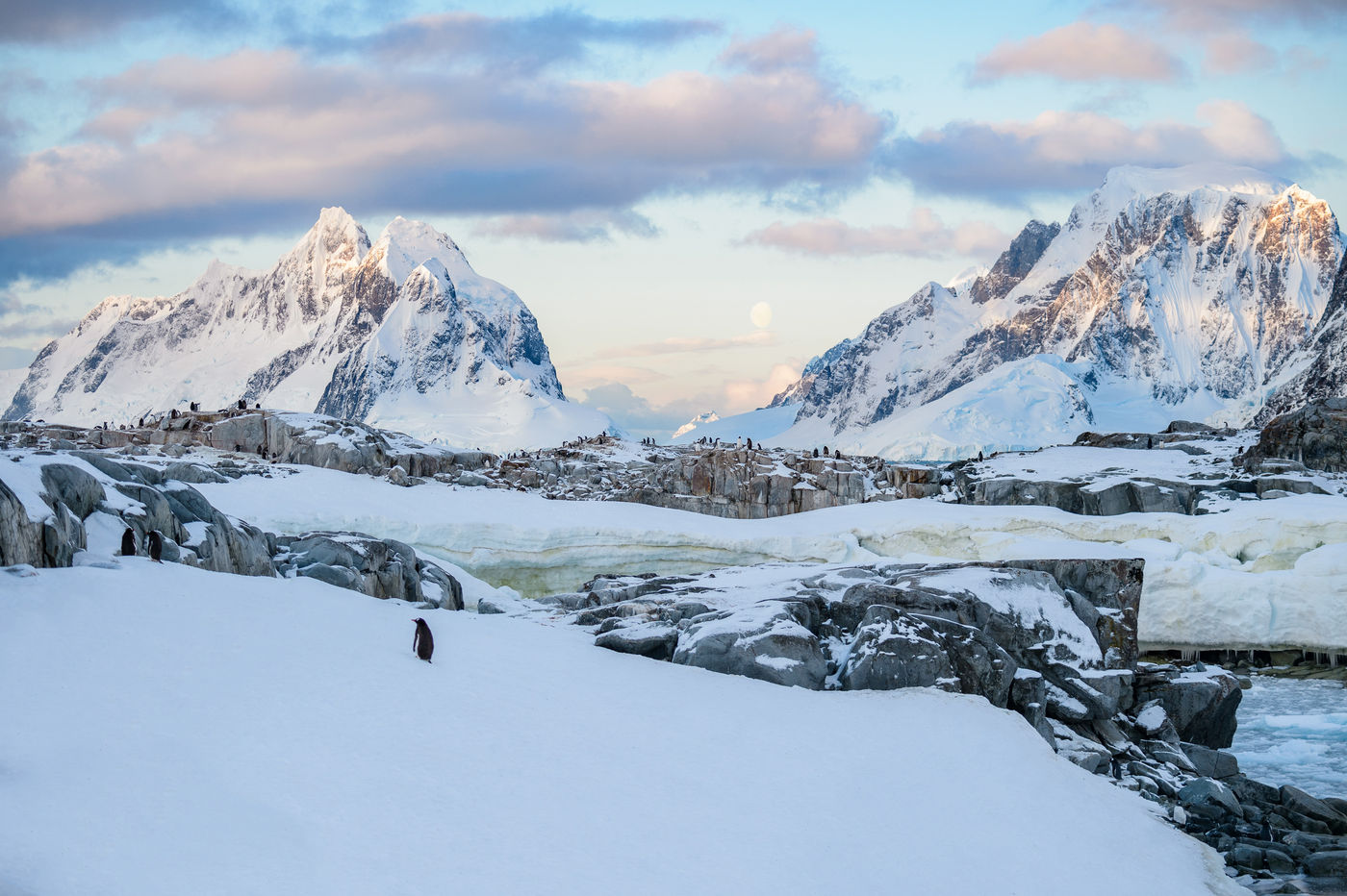 Kolonie gentoo penguins op Petermann Island. © Bart Heirweg