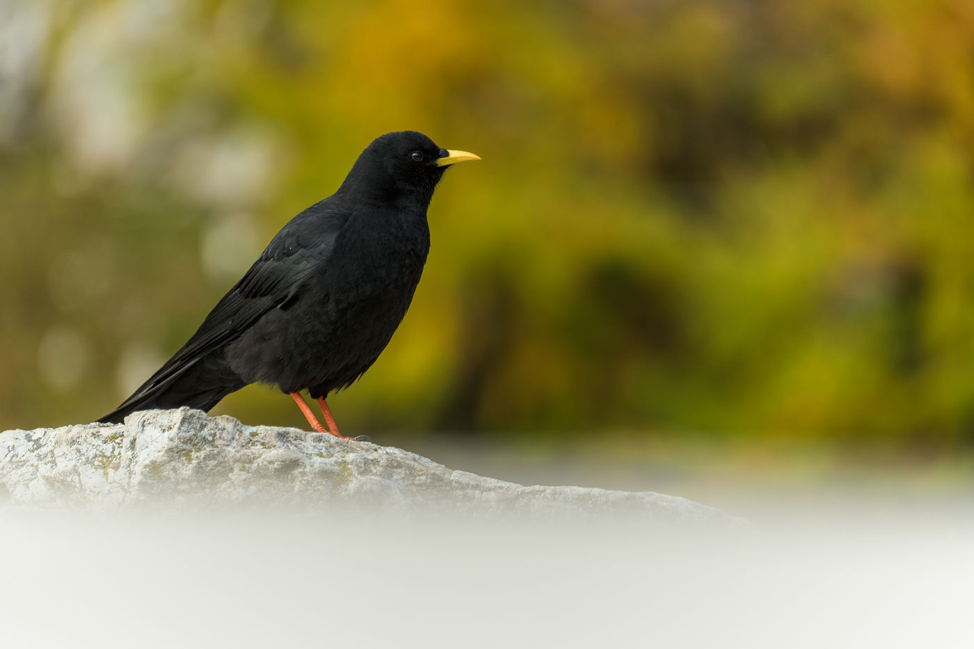 De Alpenkauw, een vriendelijke bewoner van de Midden-Europese heuvels. © Bart Heirweg