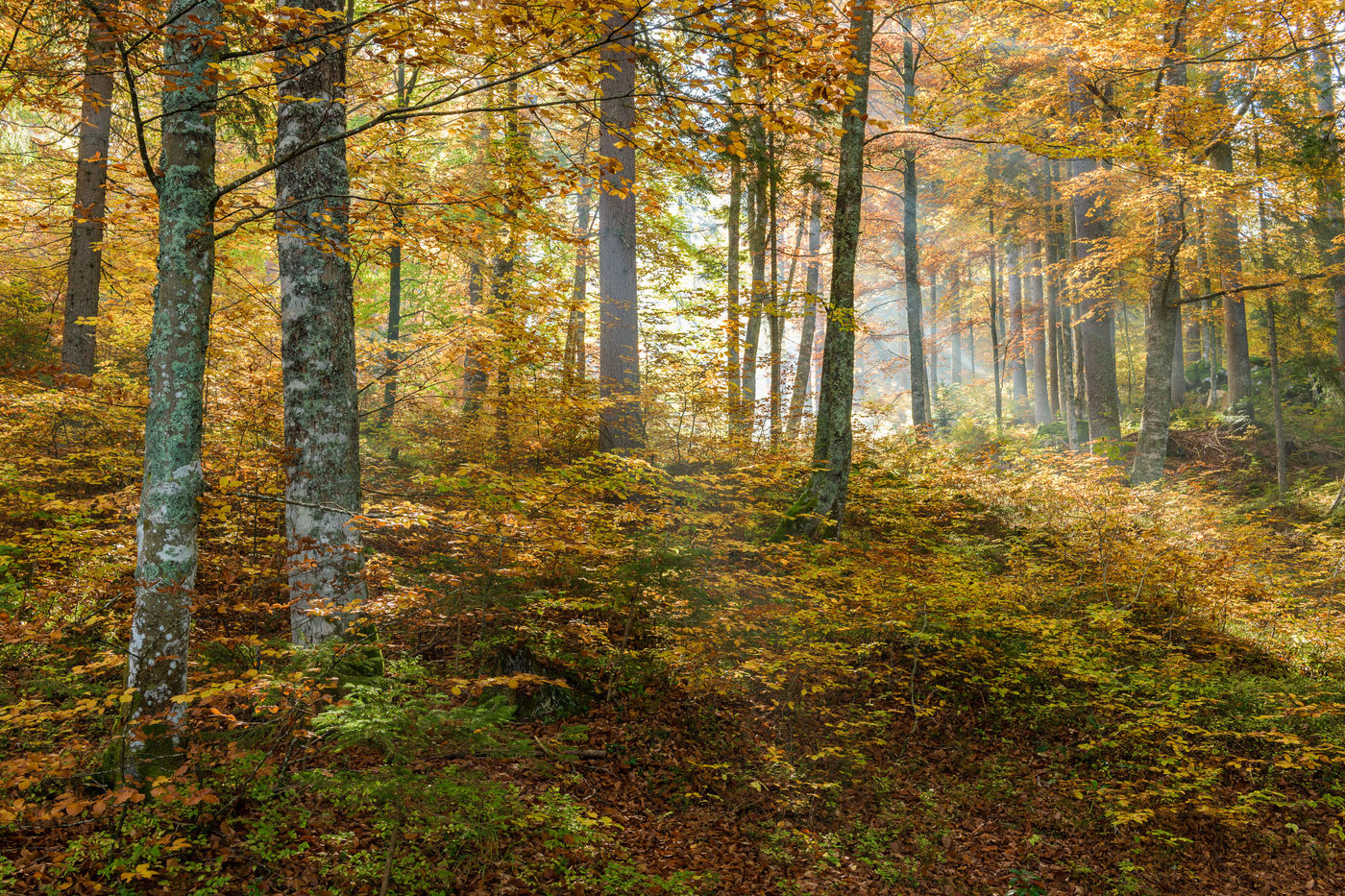 Een prachtig beukenbos. © Bart Heirweg