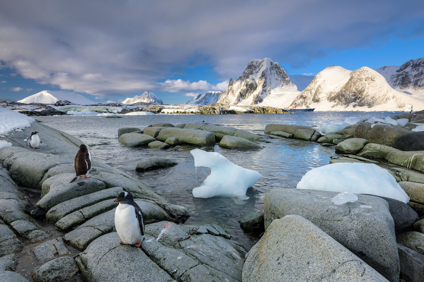 Een kolonie ezelspinguïns op Petermann Island. © Bart Heirweg