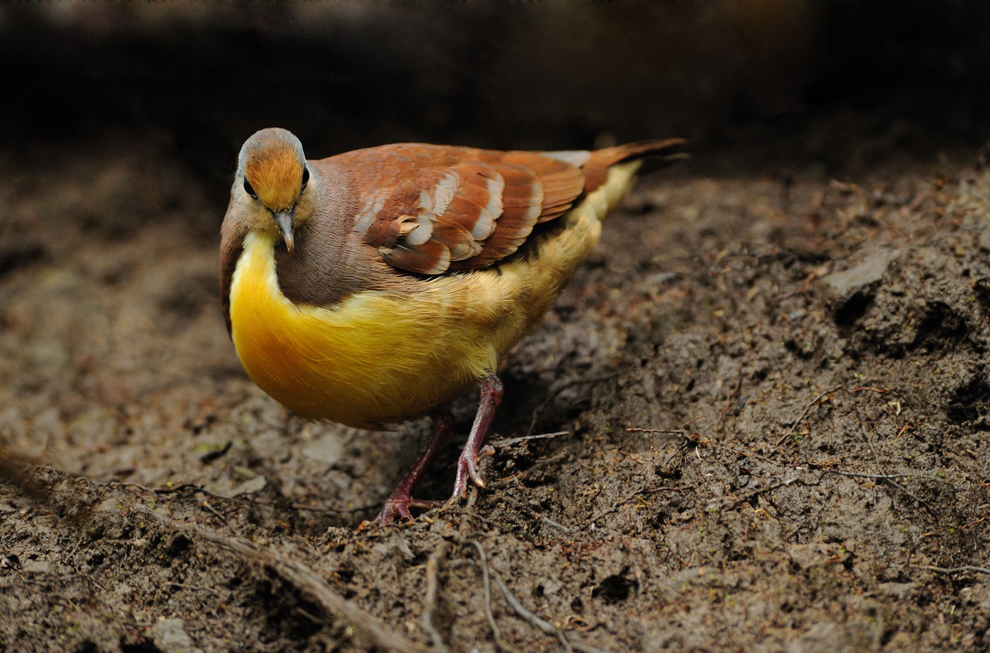 Een mooie cinnamon ground dove op een van de baltsplekken. © STARLINGreizen