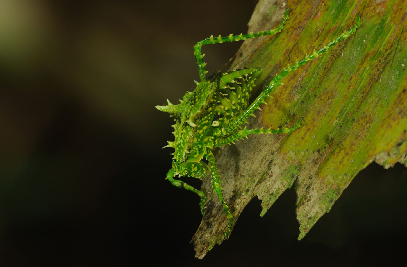 Wat betreft spectaculaire insecten kom je hier zeker aan je trekken. © STARLING reizen