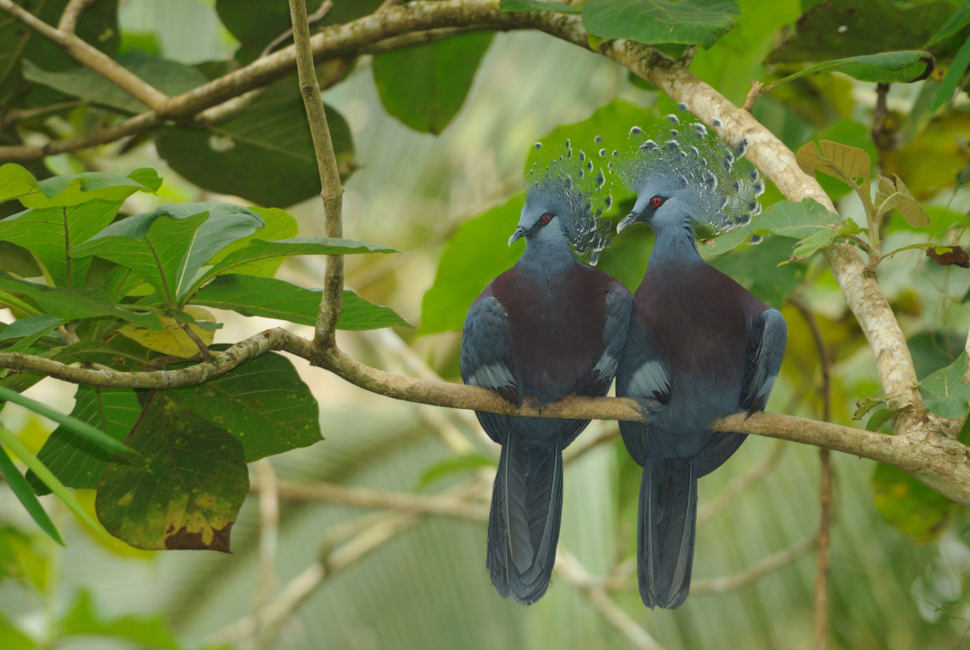 Twee gigantische victoria crowned pigeons laten zich bekijken vanop afstand. Het zijn prachtige vogels. © STARLINGreizen