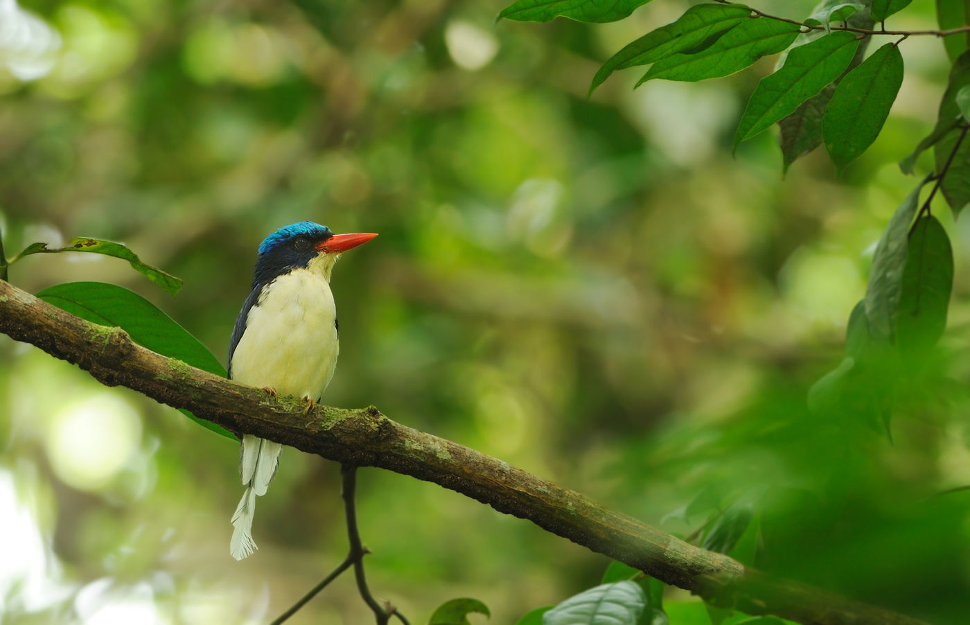 Paradise kingfishers zijn pareltjes om te observeren in het prachtige regenwoud. © STARLINGreizen