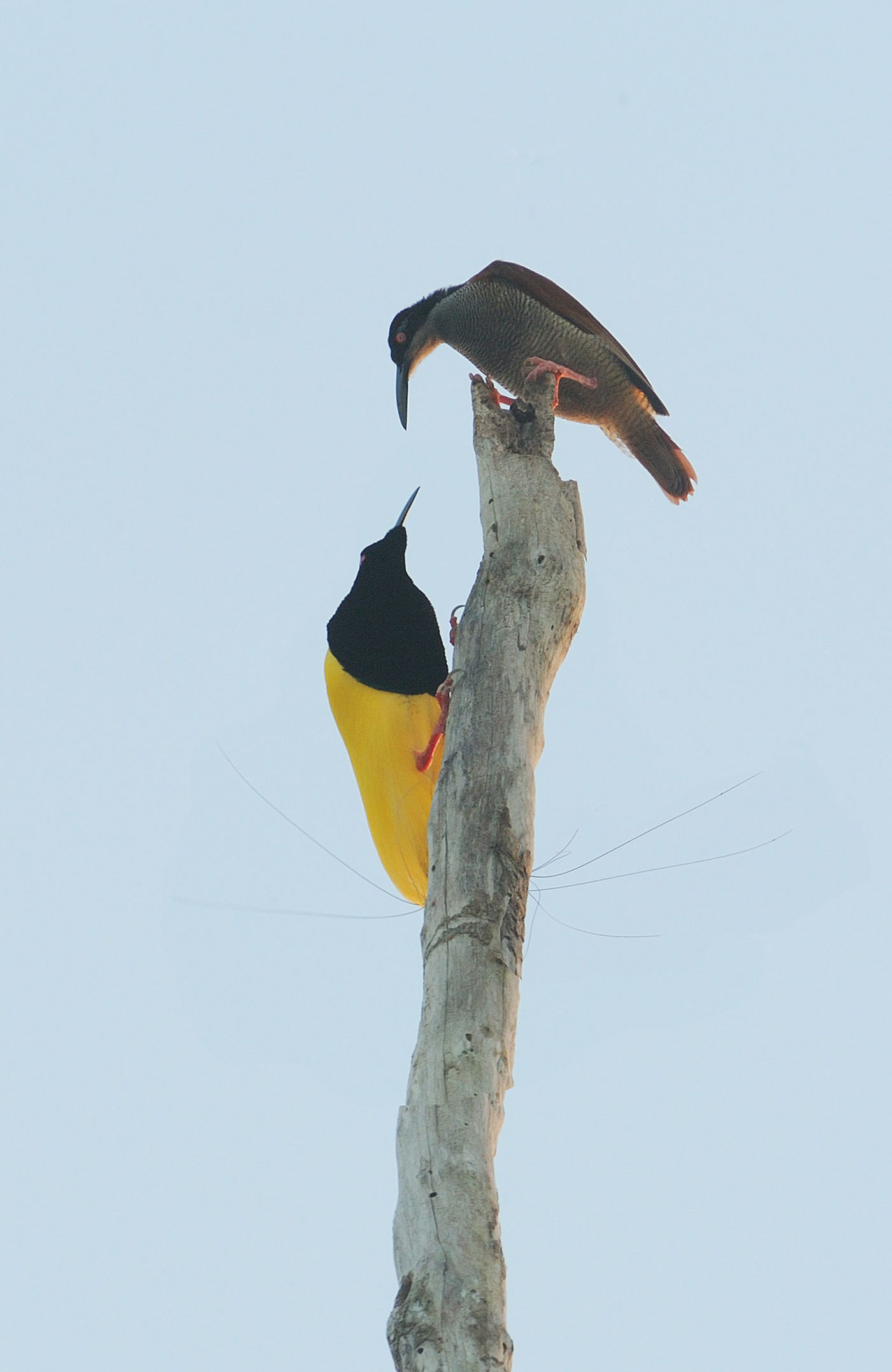 Interessant baltsgedrag van de twelve-wired bird-of-paradise. © STARLINGreizen