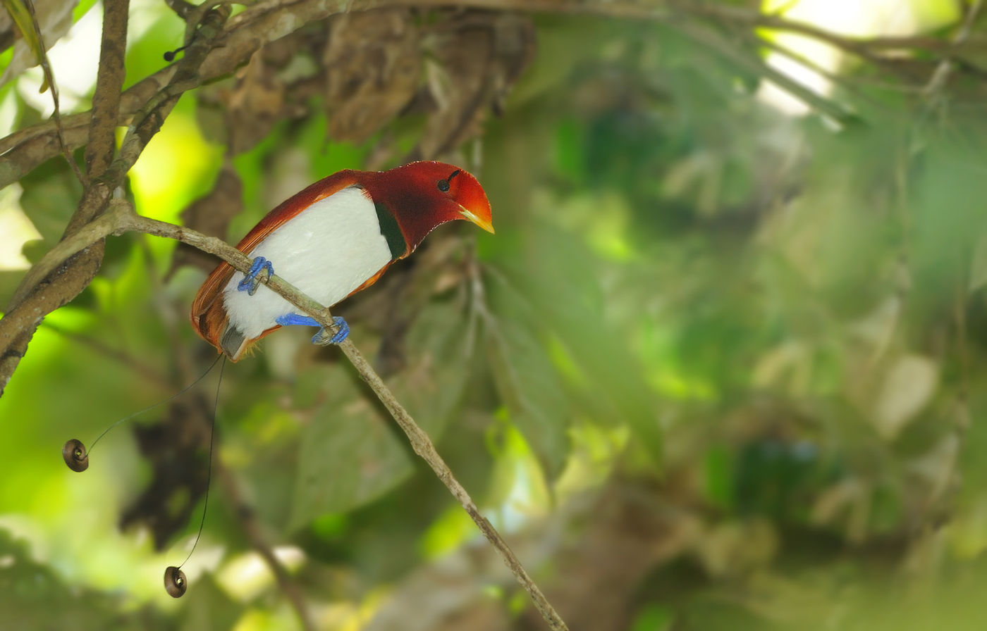 De king bird of paradise, wauw! © STARLINGreizen