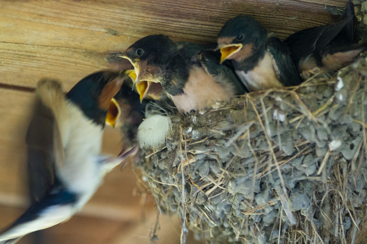 Jonge boerenzwaluwen worden gevoerd door de ouders. © Billy Herman