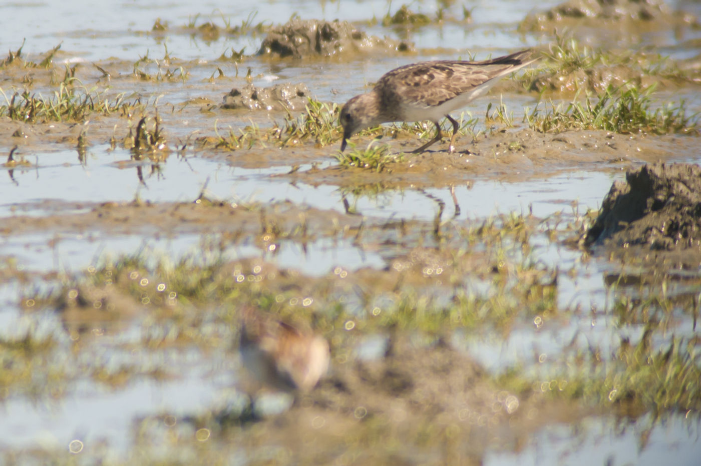 Een Temminck strandloper, een iets valer getekende soort met gele pootjes. © Billy Herman