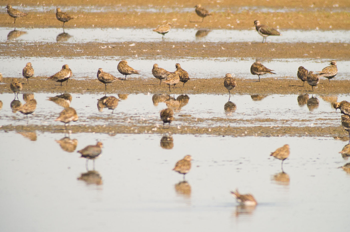 Groupe de pluviers et deux vanneaux © Billy Herman