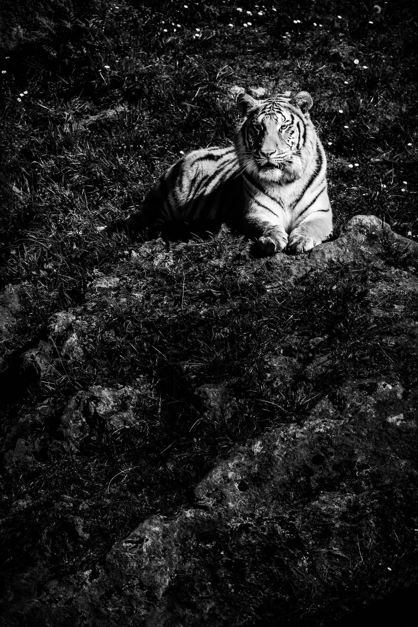 Een tijger. © Jeffrey Van Daele