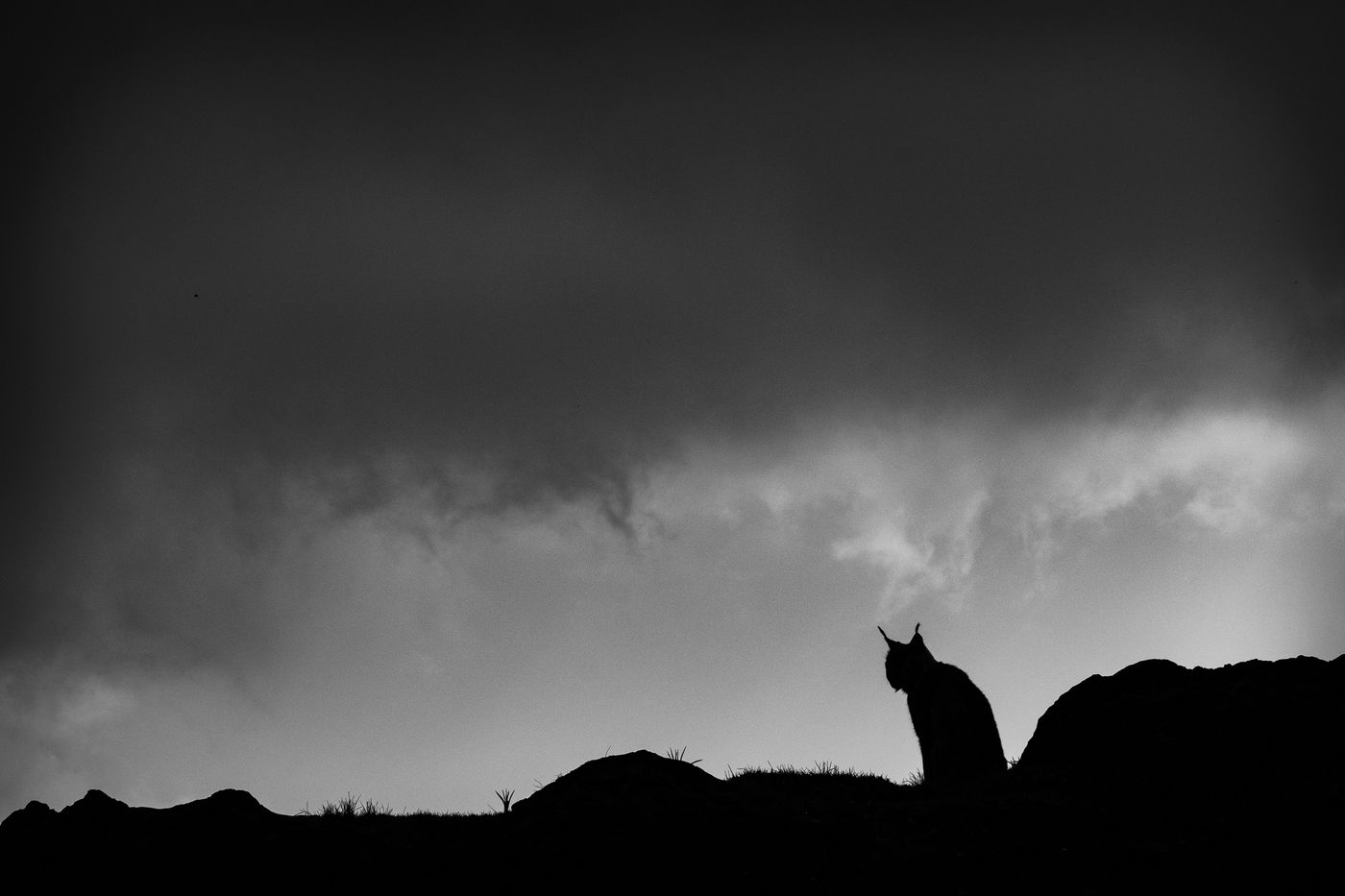 Een silhouet van een lynx. © Jeffrey Van Daele
