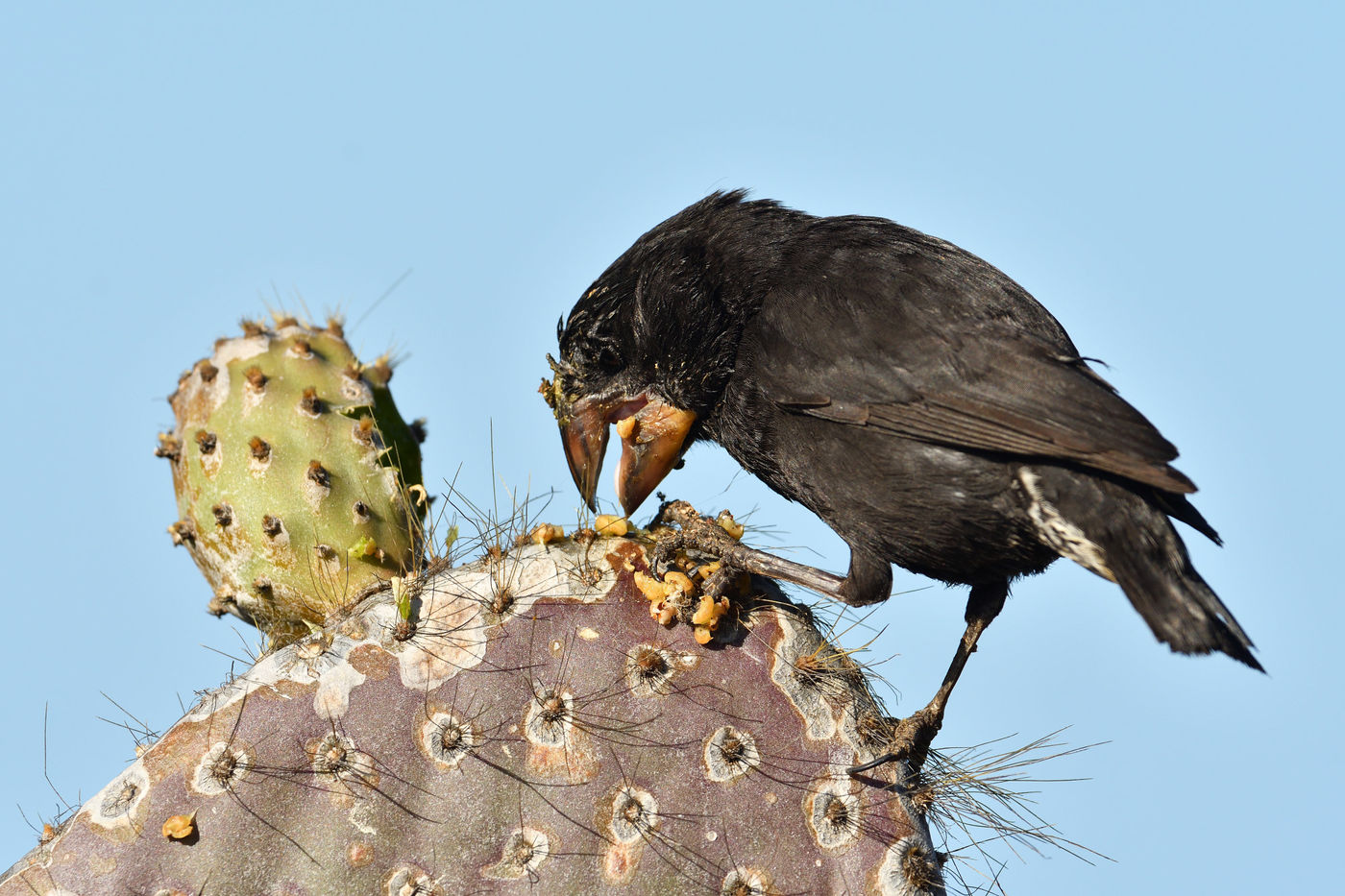 Een heel aanbod aan soorten treffen we aan, zo is deze cactusvink aangepast aan het open pulken van cactusbloemen. © Yves Adams