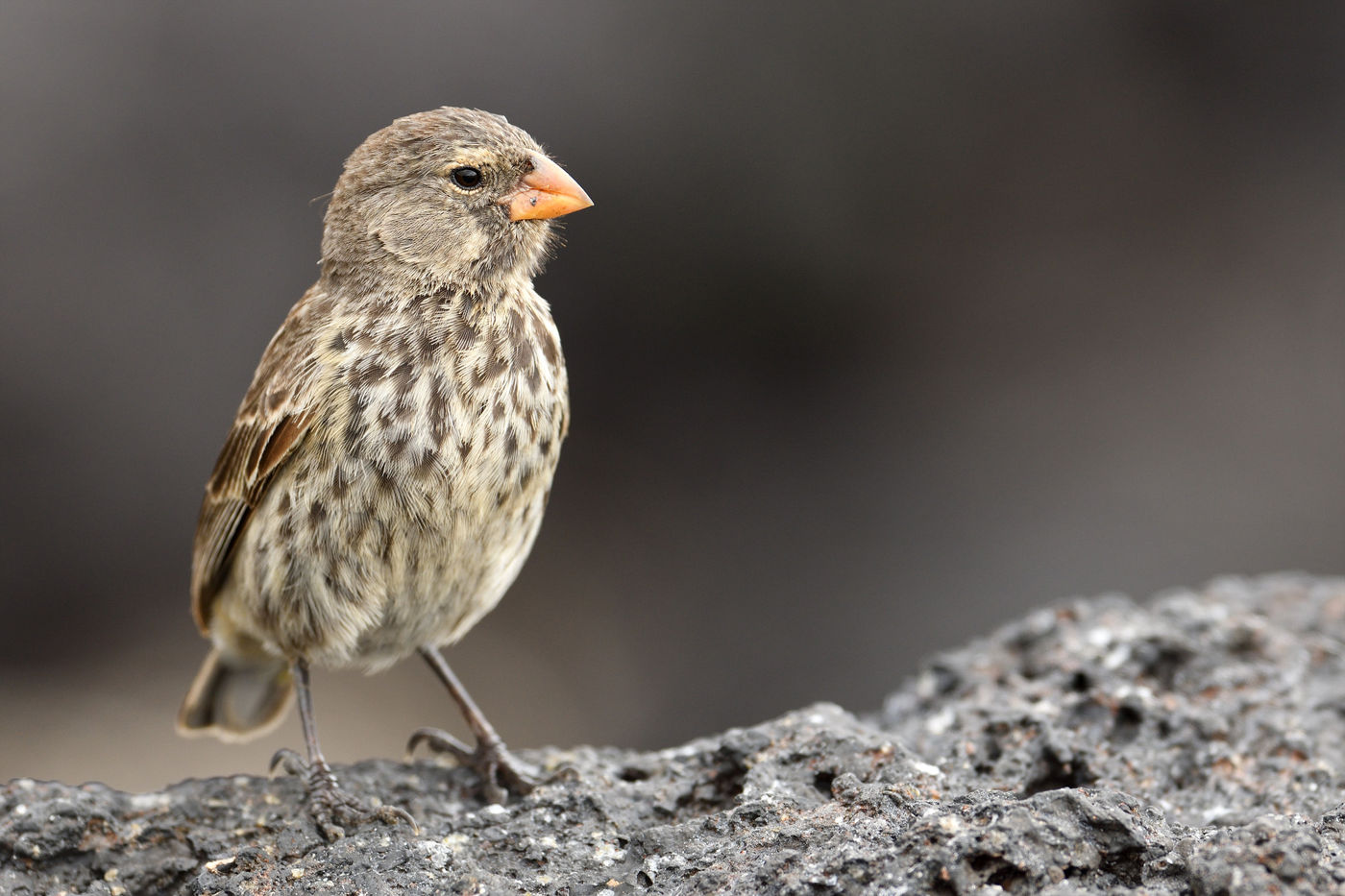 Een van de vele Darwinvinken, de reden waarom de eilanden zo bekend zijn, en medegrondleggers van de evolutieleer. © Yves Adams