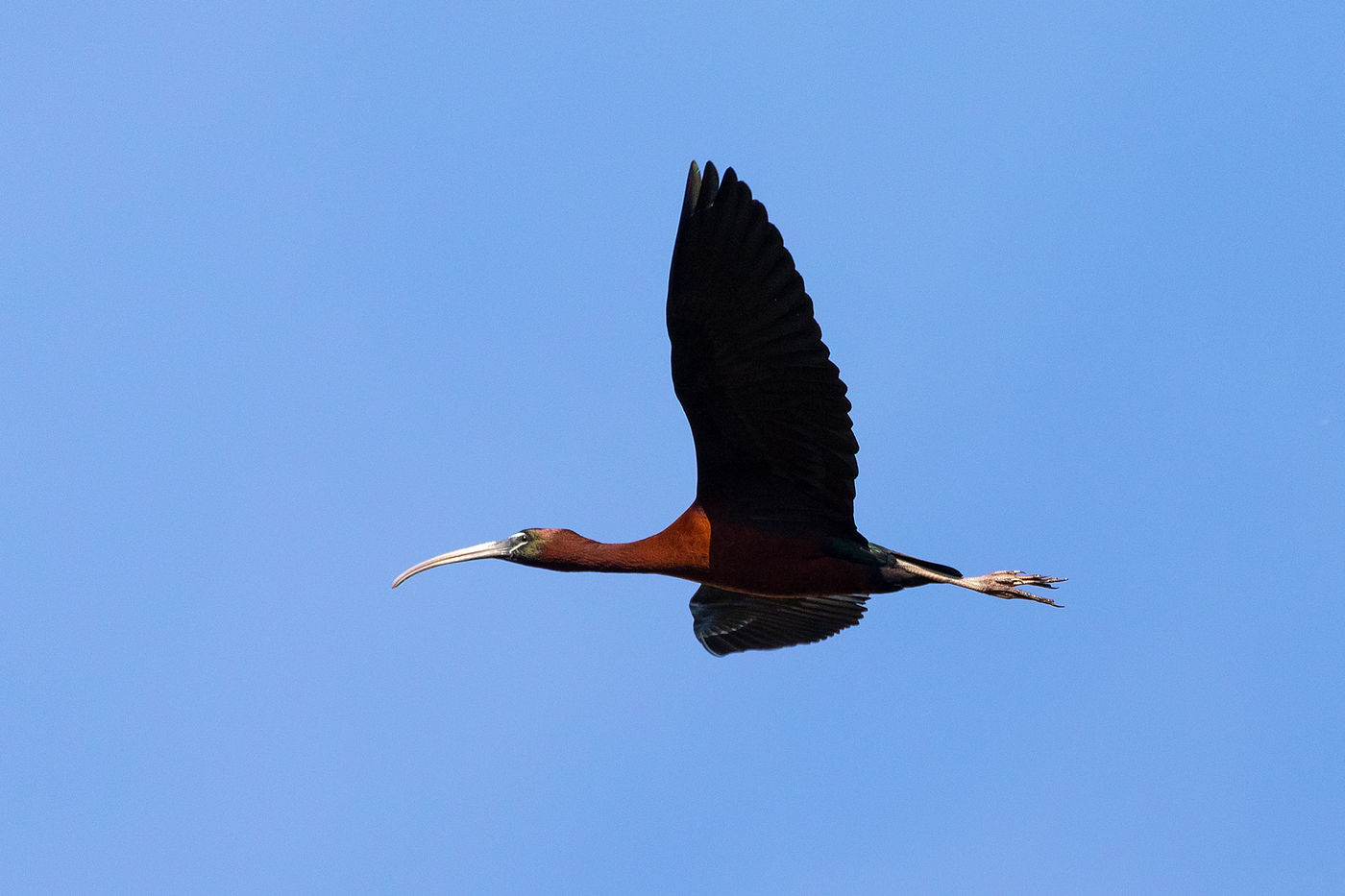 De kleuren van de zwarte ibis zie je pas goed als je hem van dichtbij kan waarnemen.