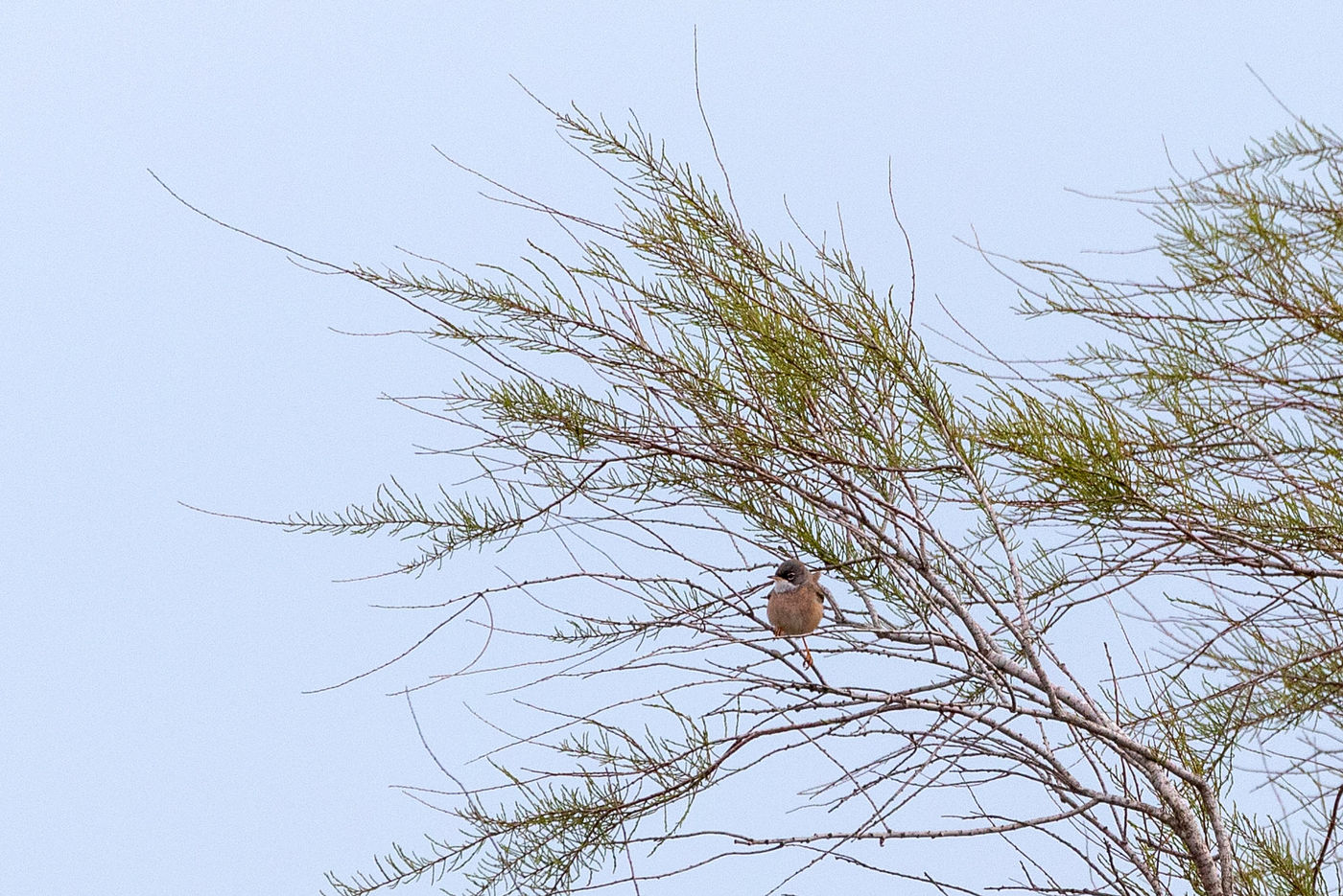 De vogelaars waren blij met de waarneming van de brilgrasmus.