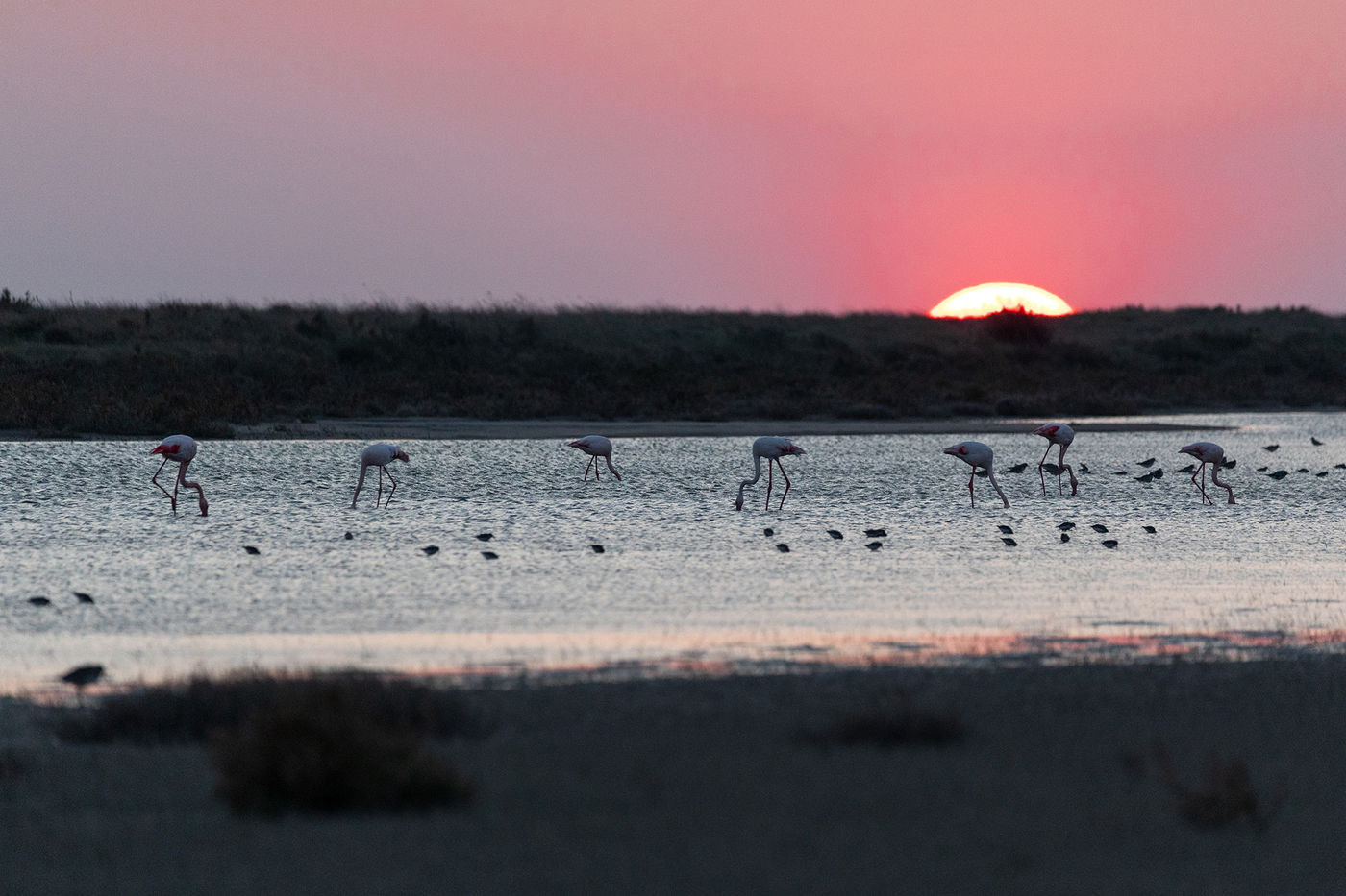 De zon was bijna onder en wij keken nog altijd naar de flamingo's.