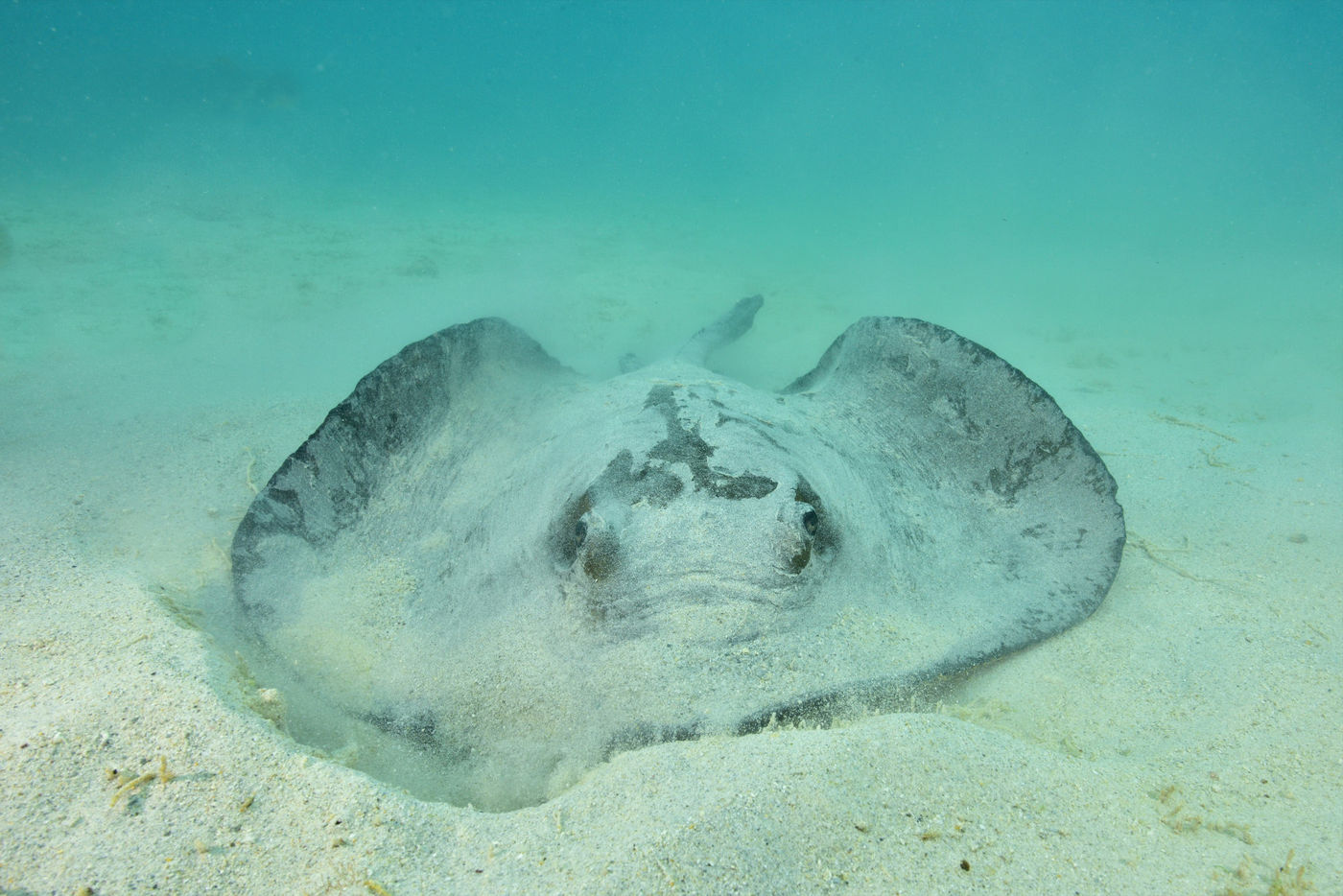 Better not to touch stingrays, with their often lethal tail spikes. © Yves Adams