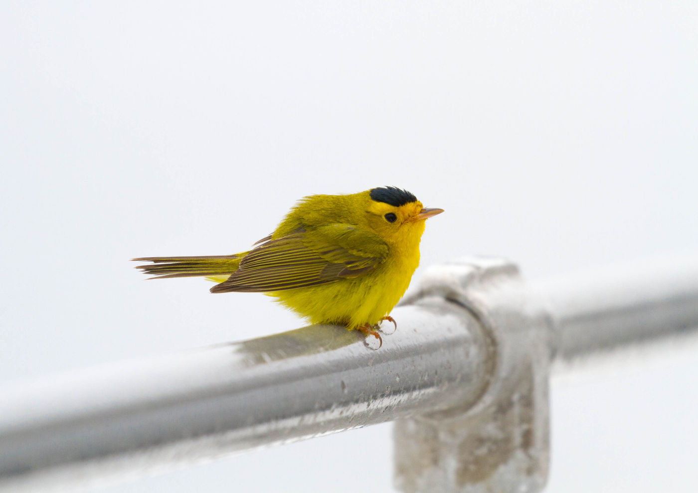 Drenkeling aan boord (Wilsons warbler). © Iwan Lewylle