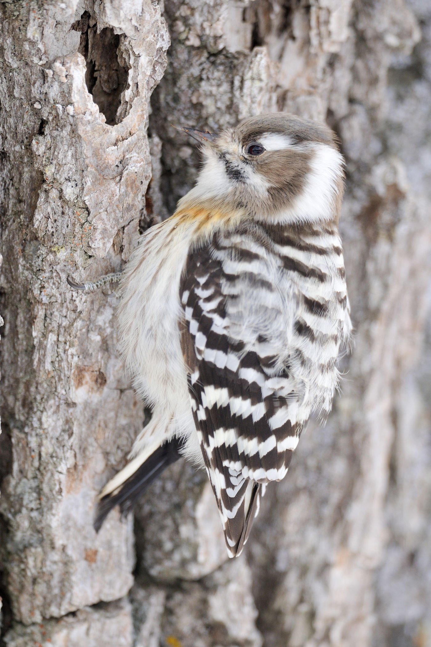 Een gray-capped pygmy-woodpecker. © Yves Adams