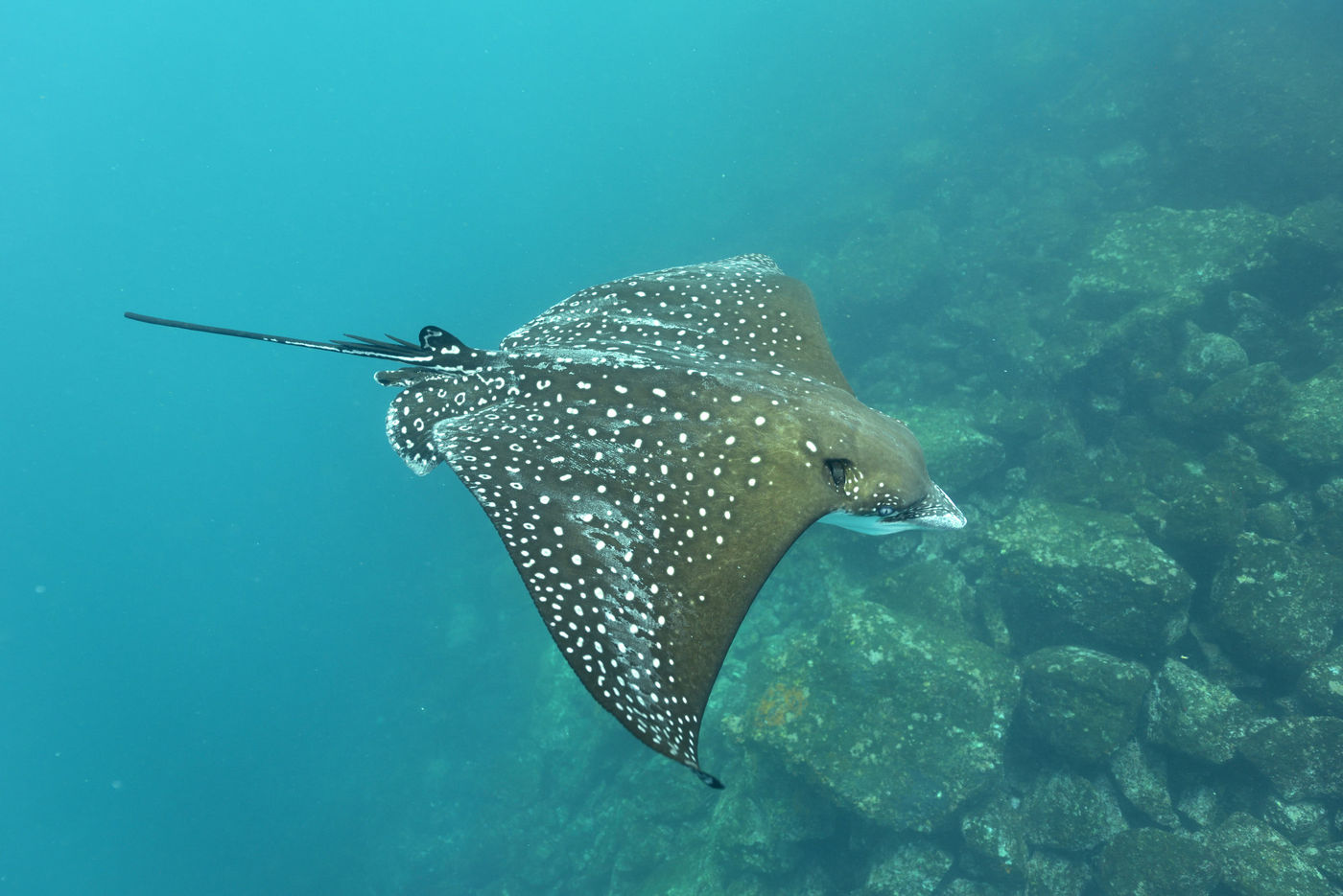 Deze adelaarsrog komt voor rondom de tropen en doet steevast de Galapagos aan op z'n omzwervingen. © Yves Adams