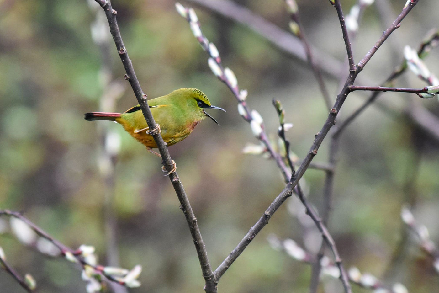 De fire-tailed myzornis is een unieke soort in de zin dat er maar 1 soort bestaat in het genus, een specialiteit die enkel in de hogere Himalaya voorkomt. © Erwin Collaerts