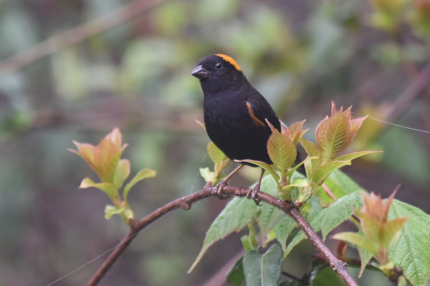 Een mannetje gold-naped finch zit op de uitkijk. © Erwin Collaerts