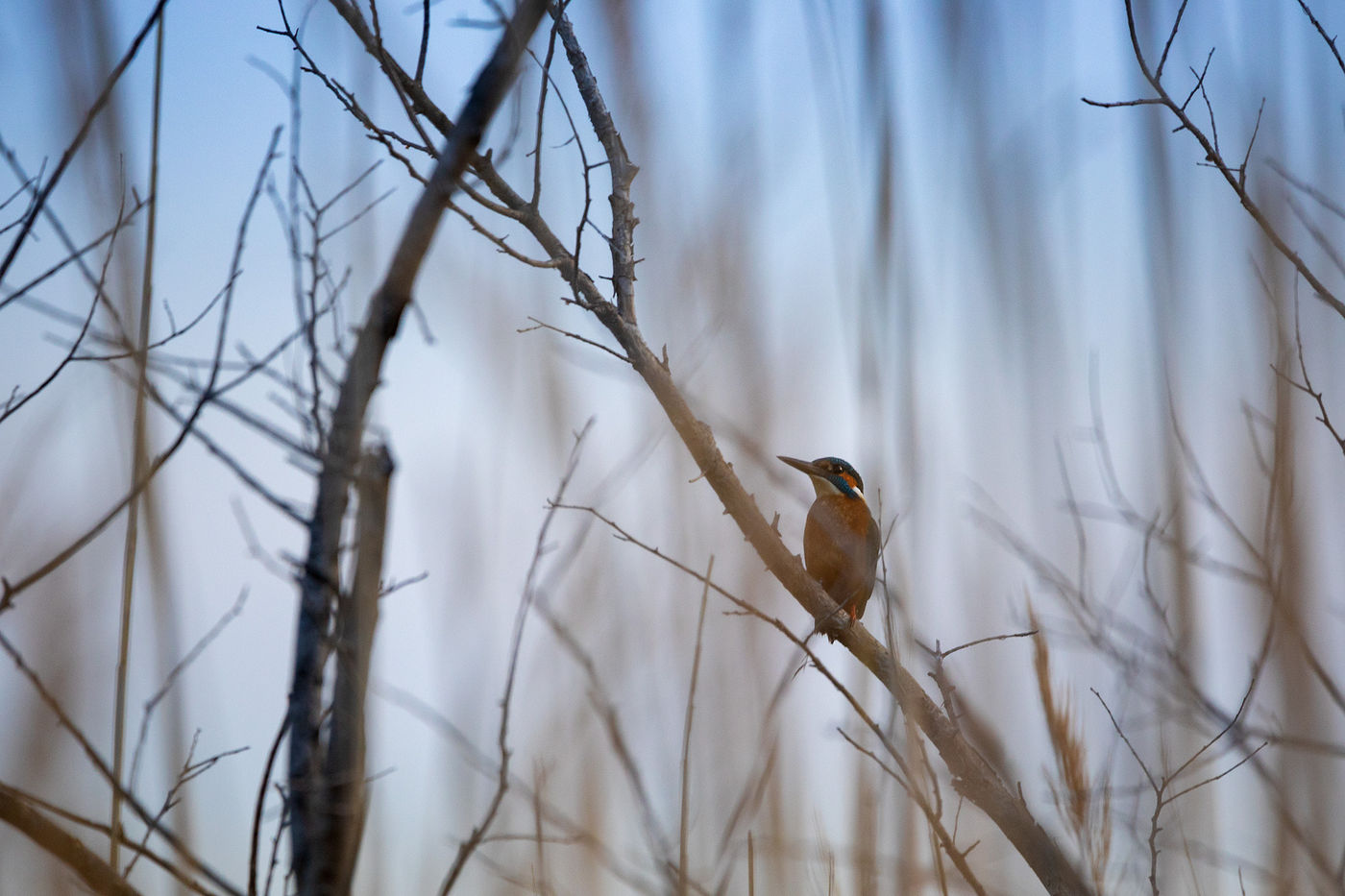 Nabij Fiélouse liet een ijsvogel zich kort in het riet zien.