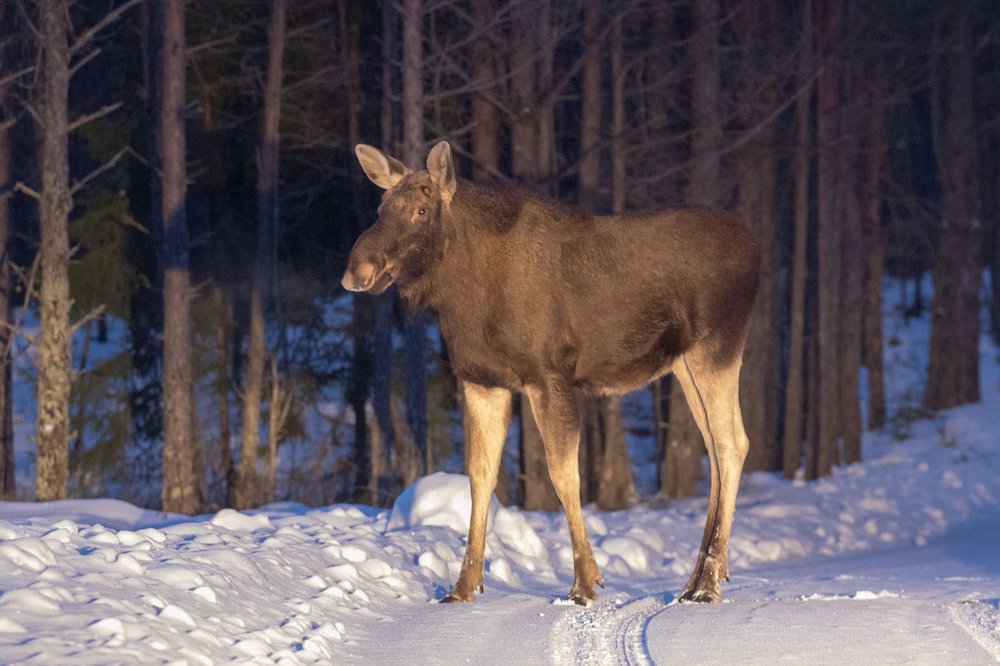 Tijdens een avondtocht komen we plots een eland tegen. © Johannes Jansen