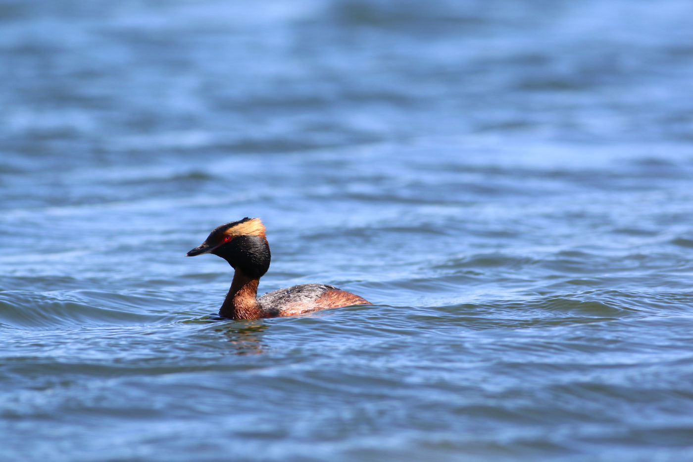 EstlandRobinVermylen (45 van 63) Het is een zomerkleed kuifduiker die in de belangstelling staat. © Robin Vermylen