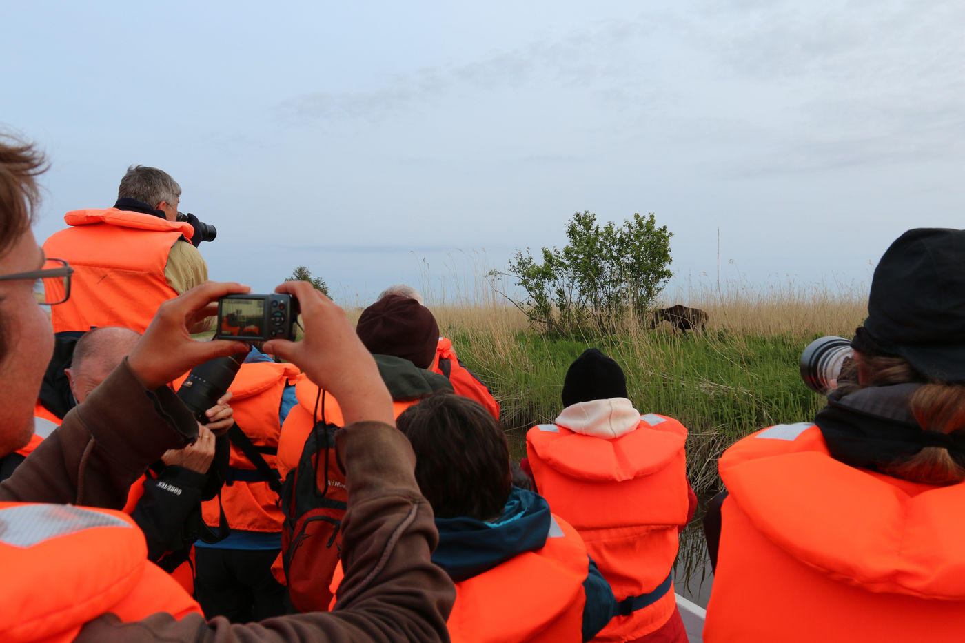 EstlandRobinVermylen (53 van 63) De groep fotografeert een eland vanop de boot. © Robin Vermylen