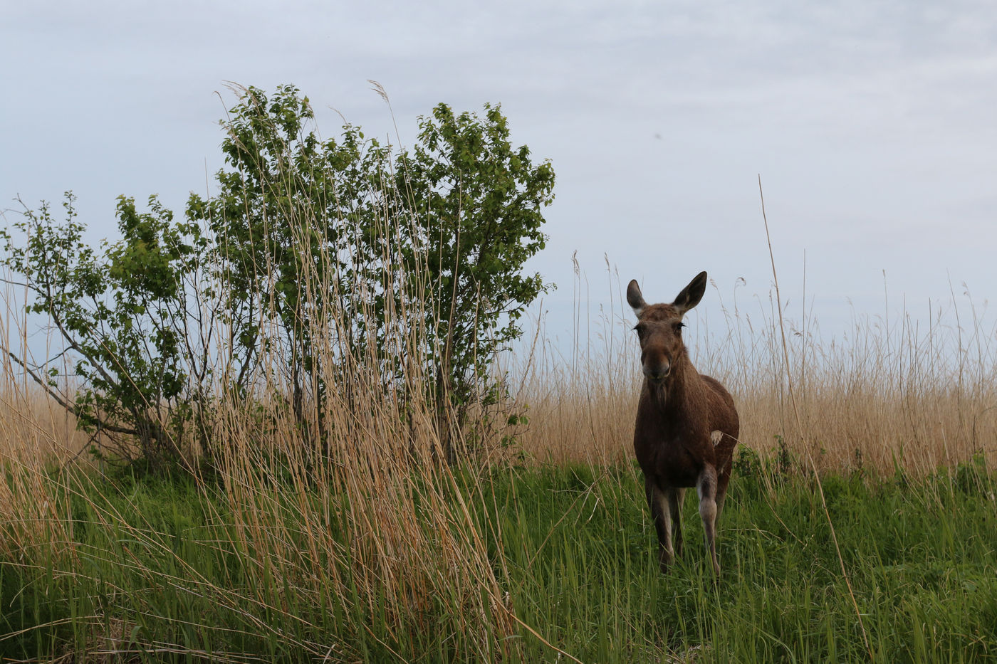 EstlandRobinVermylen (54 van 63) Een eland staart ons aan vanuit het moeras. © Robin Vermylen