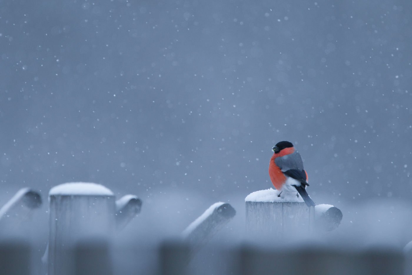 Een noordse goudvink in de sneeuw. © Luke Massey