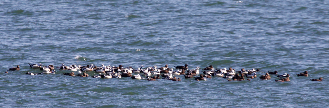 Un beau groupe d'eiders de Steller sur la Baltique. © Voyages STARLING