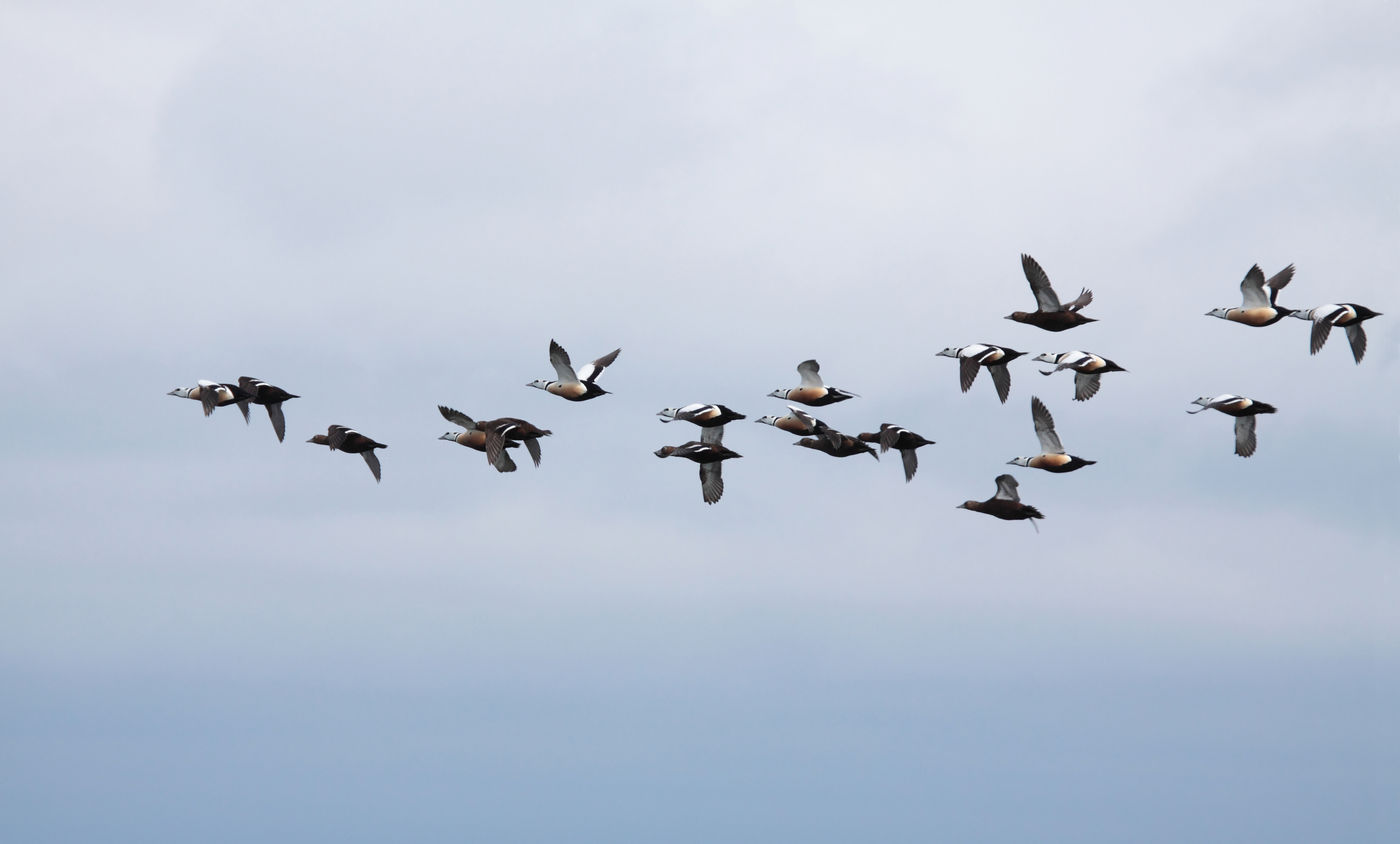 Een groep Stellers eiders in vlucht. © Tarvo Valker