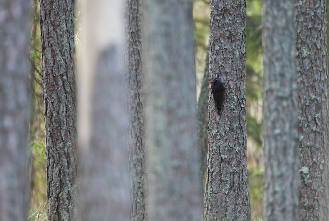 Een zwarte specht midden in het bos. © Luke Massey