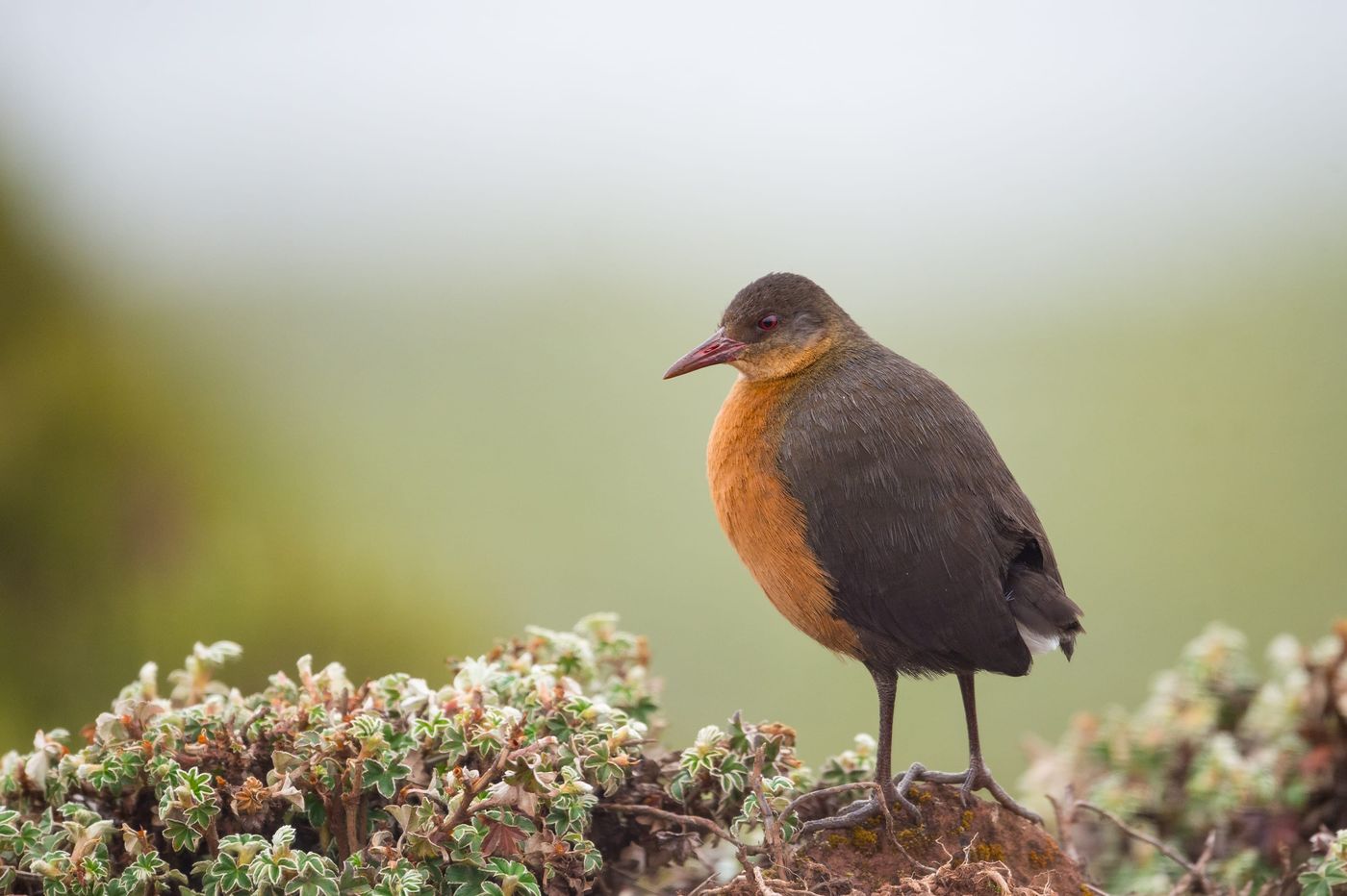 Rouget's rail, een hooglandsoort. © Billy Herman