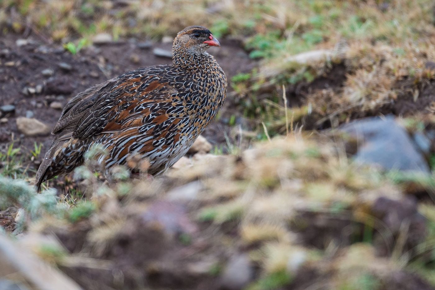 Chestnut-naped francolin is eveneens een Ethiopische specialiteit! © Billy Herman