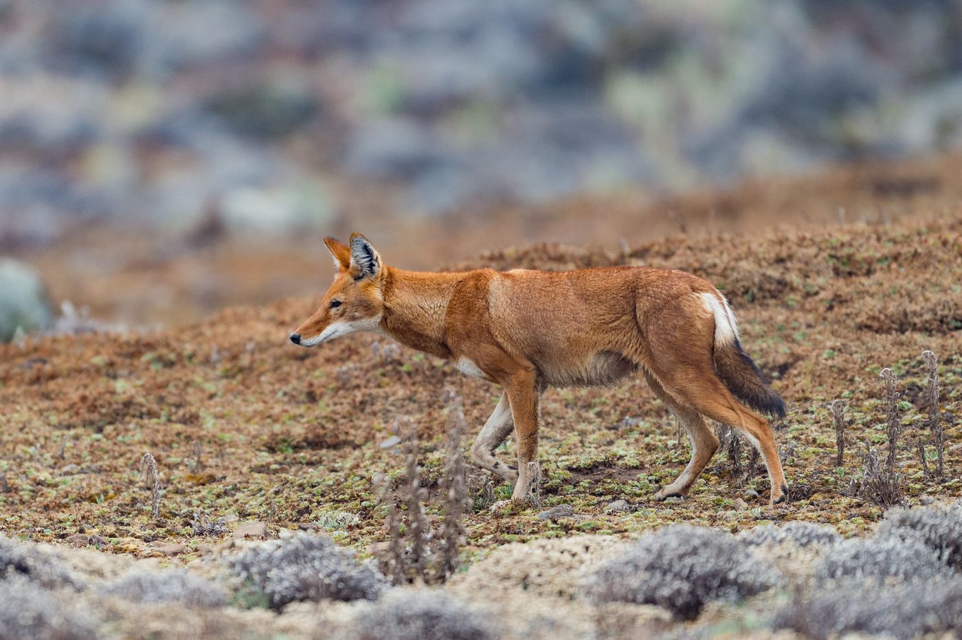 Hier is het hem dan ook om te doen: Ethiopian wolf! © Billy Herman