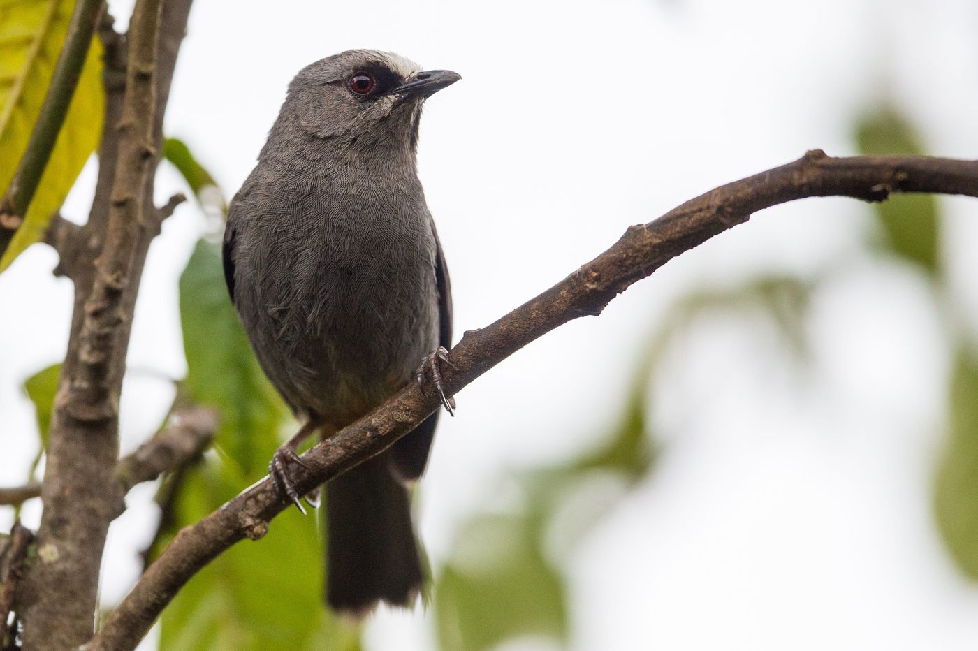 De variatie in het landschap zorgt voor een diversiteit aan vogelsoorten. © Billy Herman