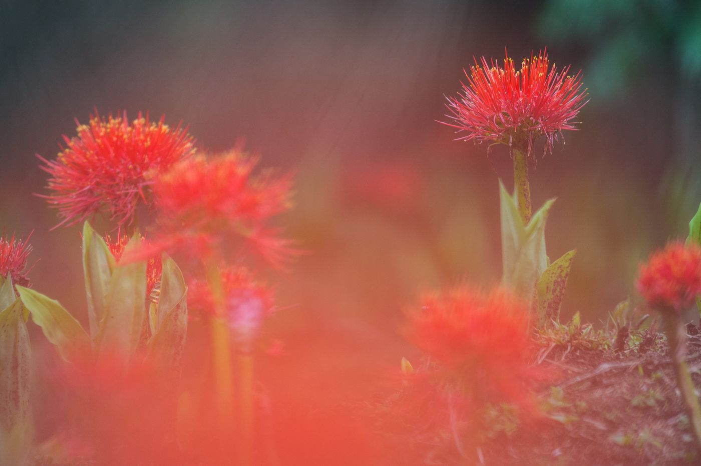 Ethiopië heeft heel wat prachtige flora te bieden! © Billy Herman