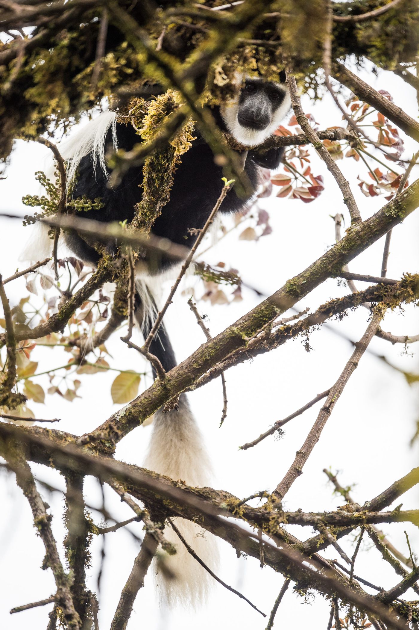 Black-and-white colobus monkey houdt de wacht. © Billy Herman