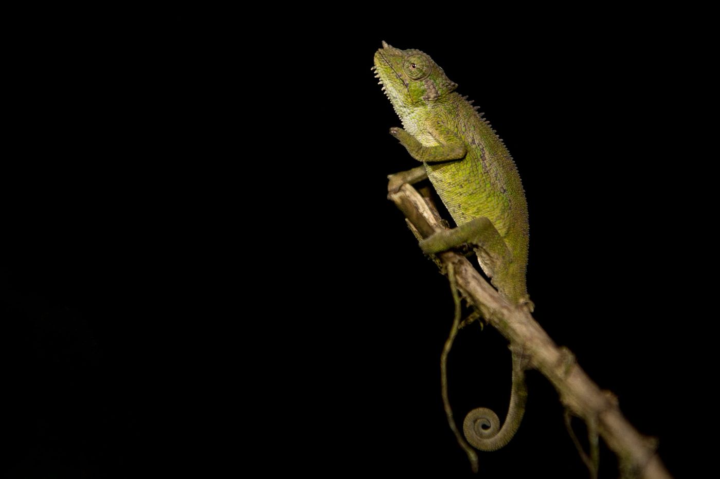 Kameleon in het donker. © Billy Herman